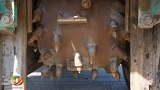 WIRTGEN W 50 Ri road milling machine